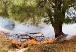 Muğla Yatağan'da orman yangını!