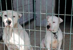 Yasaklı ırk köpekler için çağrı