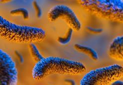 Tarım Bakanlığı'ndan Kinder salmonella açıklaması! Salmonella hastalığı nedir? Nasıl bulaşır, belirtileri neler?