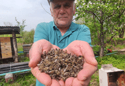 Yüzlerce kovan arı telef oldu! Korkunç olay...