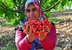 Sezonun ilk kirazının satıldığı fiyat dudak uçuklatır!