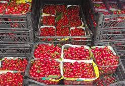 Turfanda kiraz hasadı yapıldı! Fiyatı dudak uçuklatıyor