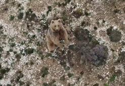 Anne boz ayı ve 3 yavrusu dron ile görüntülendi