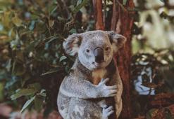 K harfi ile başlayan hayvan isimleri - K ile başlayan hayvan adları nelerdir?