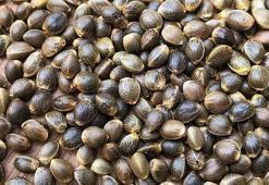 Vücut bu vitamini kendisi üretemiyor! Dışarıdan alınmazsa kalp hastalığına...