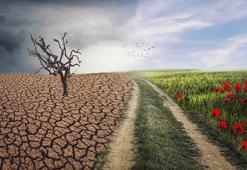 Ağaçlar yayılıyor, tundra 30 yıl içinde yok olabilir