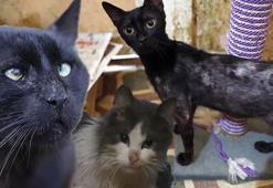 Büyükada'da salgın iddiası! 700 kedi öldü