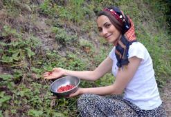 Bu çileğin kilosu 200 TL! Bir kişi 4 saatte 1 kilo toplayabiliyor