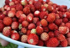 Bu çileğin kilosu 200 TL