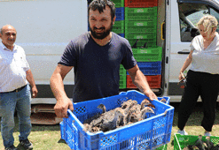 Eynif Yaylası'nı istila eden çekirgelerle 2 bin hindi mücadele edecek