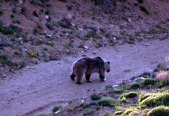 Doğa yürüyüşünde boz ayı ile karşılaştılar