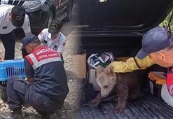 Jandarmayı alarma geçiren ihbar! Bataklıktan çıkarıldı