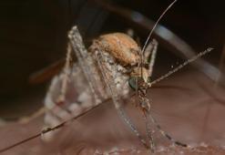 Sivrisinek ısırığına ne iyi gelir? Sivrisinek ısırığının kaşıntısını alan doğal çözümler