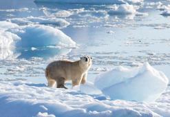 Grönland kutup ayıları iklim değişikliğine uyum sağlıyor