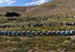 Sivaslı arıcı zekası ile ayıları yendi! Ayılar arkasına bakmadan kaçıyor