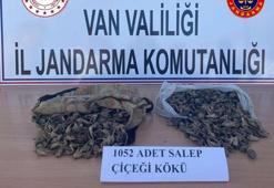 Salep bitkisi soğanını izinsiz toplayanlara ceza yağdı