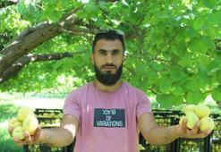 Sarı altın hasadı başladı! 40 bin ton üzerinde  yıllık ürün bekleniyor