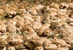 Türkiye'den AB'ye ihraç ediliyor... Soyları tükenecek