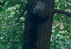 Bir haftadır kafasında plastik bidonla yaşayan ayı kurtarıldı