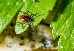 Yüzlerce hastalığı taklit ediyor, dünyanın yaklaşık yüzde 15'ini etkiledi! Lyme hakkında her şey...