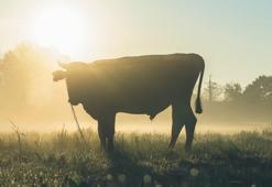 Falda boğa görmek ne anlama geliyor? Boğa kafası, boynuzu, boğa güreşi anlamları