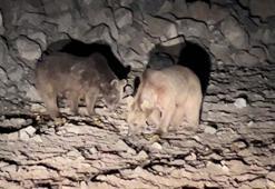 Acıkan ayılar ilgi odağı oldu! Her gün yiyecek arıyorlar