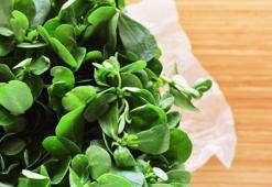 Semizotunun faydaları nelerdir? Ne kadar tüketmeliyiz?