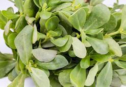 Semizotunu böyle yerseniz faydası 2 katına çıkıyor!