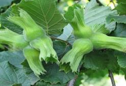 Düzce’de fındık hasat tarihleri belli oldu