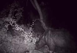 Gece vakti keyifle yemek yiyen ayı fotokapana yakalandı
