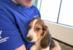 ABD’de 4 bin Beagle cinsi köpek kobay olmaktan kurtuldu