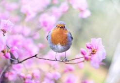 Rüyada kuşun öldüğünü görmek ve ölmüş kuş görmek anlamı ve yorumu