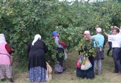 Karadeniz'de fındık hasadı başladı!