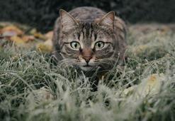 Rüyada kedi görmek ne anlama gelir? Rüyada yavru kedi sevmek nasıl yorumlanır, neye işarettir?