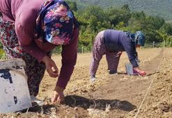 Safranın kilosunun 100 bin TL’den satılması bekleniyor