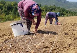 100 bin TL’den satılması beklenen safranın soğanları toprakla buluştu