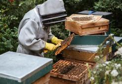 Tüketilen ballara dikkat, kimyasal madde içerebilir!
