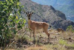 Yaban keçileri Munzur dağlarına güzellik katıyor