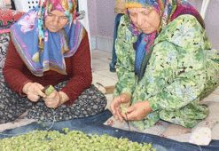 Kurusu yaşından 4 kat daha pahalı
