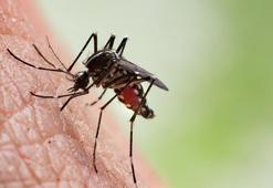 Batı Nil Virüsü nedir? Nasıl bulaşır, belirtileri neler? Batı Nil Virüsü ölümcül mü tedavisi var mı?