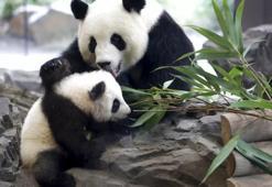 Anne panda ve yavruları depremden böyle kaçtı