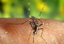 Yunanistan'da Batı Nil virüsü alarmı! Can kaybı ve vaka sayısı artıyor