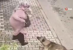 Sahipsiz hayvan sorunu toplumu böldü