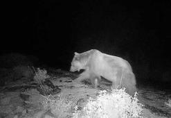 Köyceğiz’de ilk defa bozayı görüldü