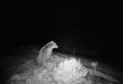 Köyceğiz´de ilk defa bozayı görüntülendi