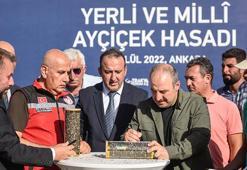 Yerli ve milli hibrit ayçiçeğinde ilk hasat