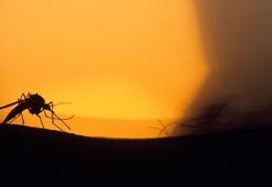 Vakalar artınca harekete geçildi! İşte Bakanlıktan yayınlanan sivrisinekten korunma rehberi