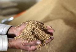 Çeltik üretimine bakanlık desteği! 1 milyon tona çıktı