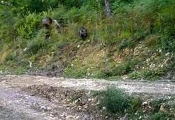 Bozayı 'Balkız' doğal ortamında görüntülendi