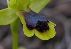 Dünyada sadece bu ilçemizde bulunuyor! 10 yıl sonra yeniden ortaya çıktı